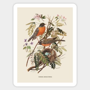 American Robin Antique Naturalist Illustration Sticker